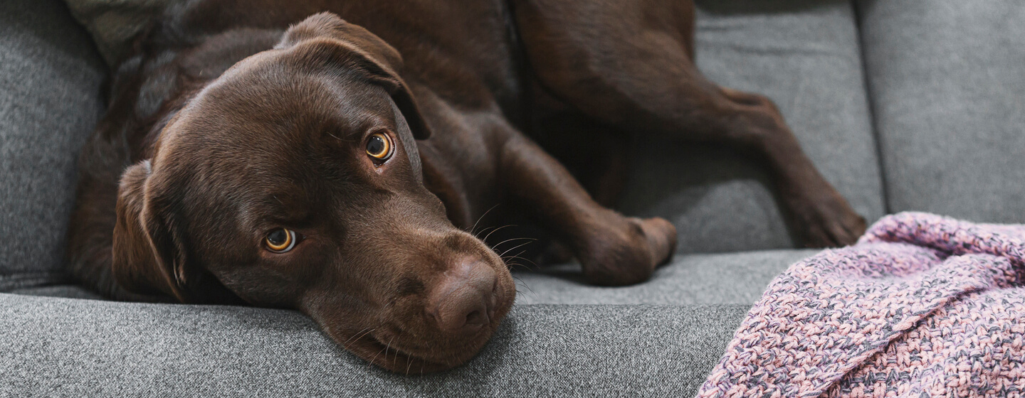 Hund auf Sofa