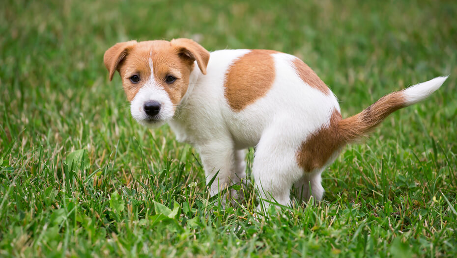 Hund Hat Verstopfung Symptome Ursache Behandlung Purina