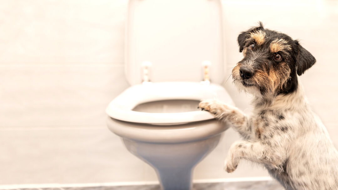 Hund steht auf der Toilette