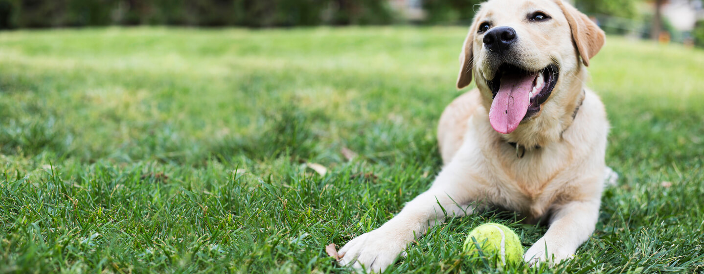 Glücklicher Hund mit Ball