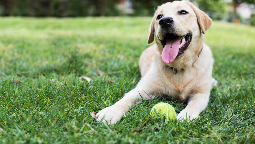 Glücklicher Hund mit Ball