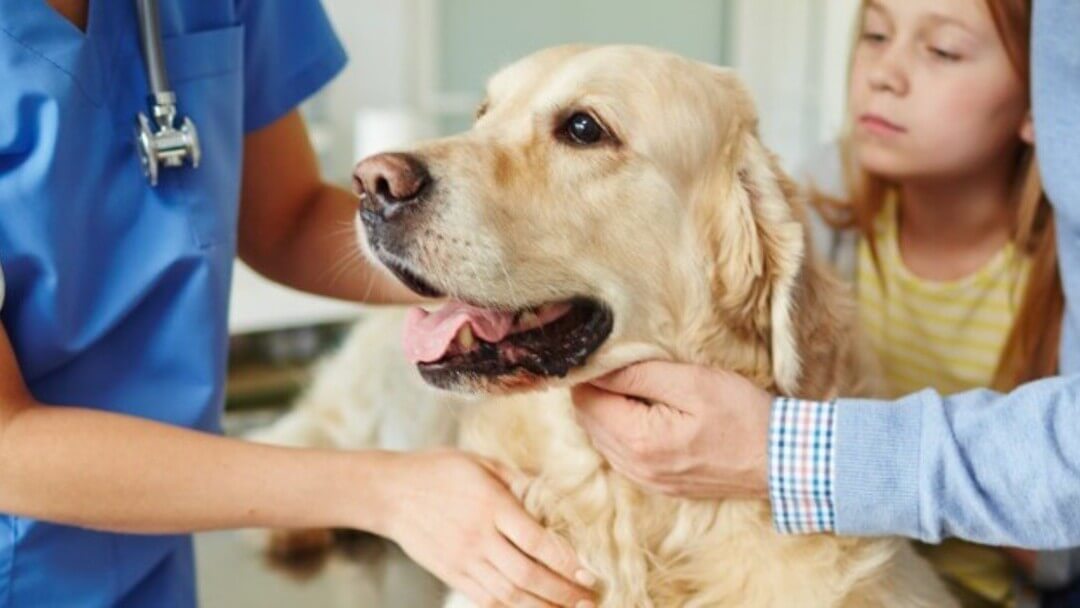 Trächtigkeit Hund: alle wichtigen Fakten  PURINA