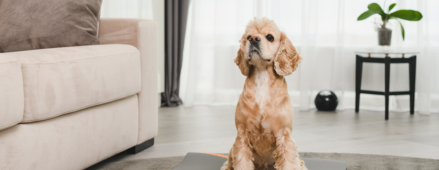 Hund sitzt auf Yogamatte