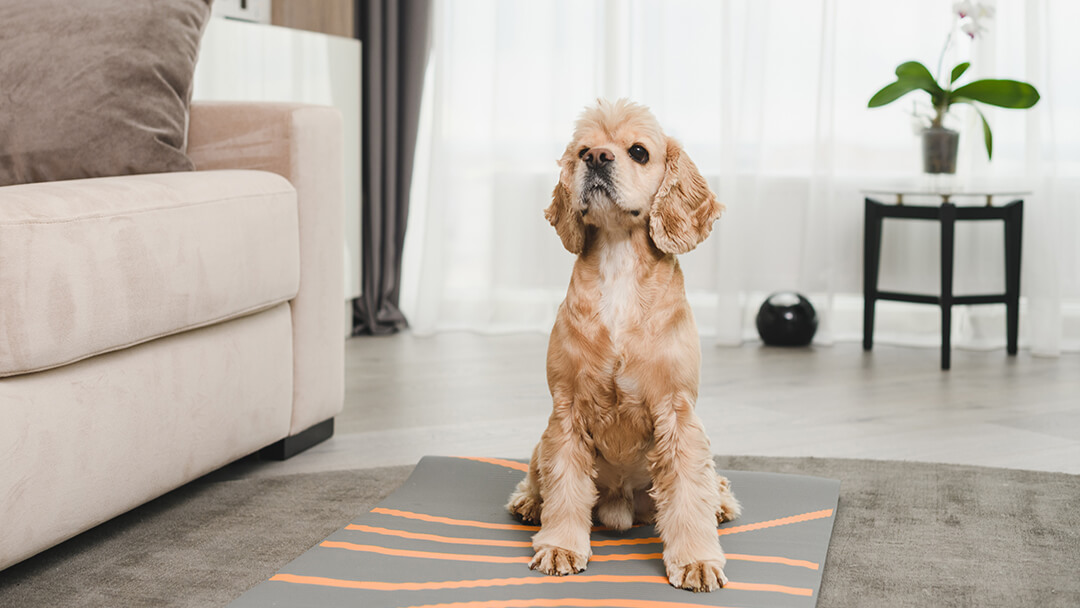 Hund sitzt auf Yogamatte