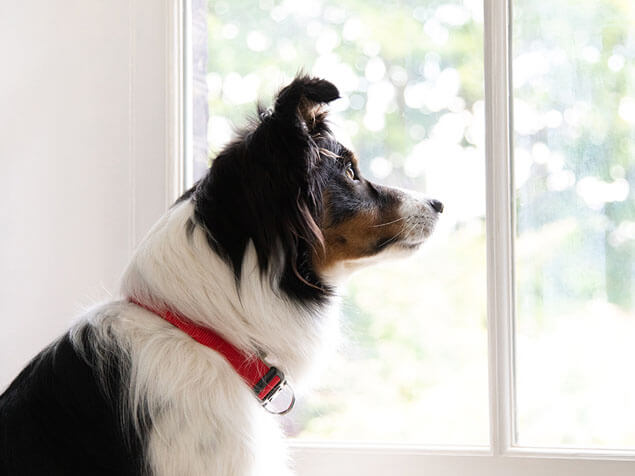 Hund guckt aus dem Fenster