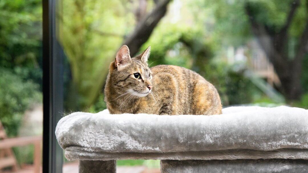 Braune Katze liegt auf einem grauen Katzenbett