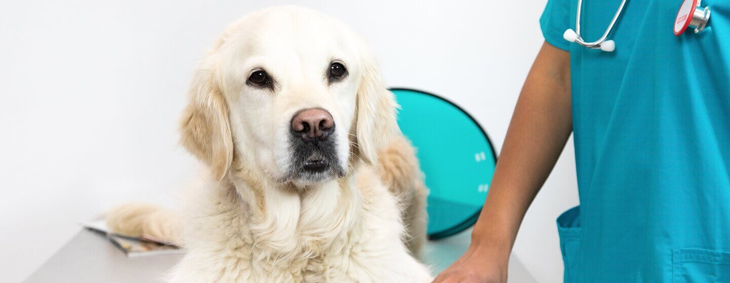 Golden Retriever liegt auf dem Tisch eines Tierarztes