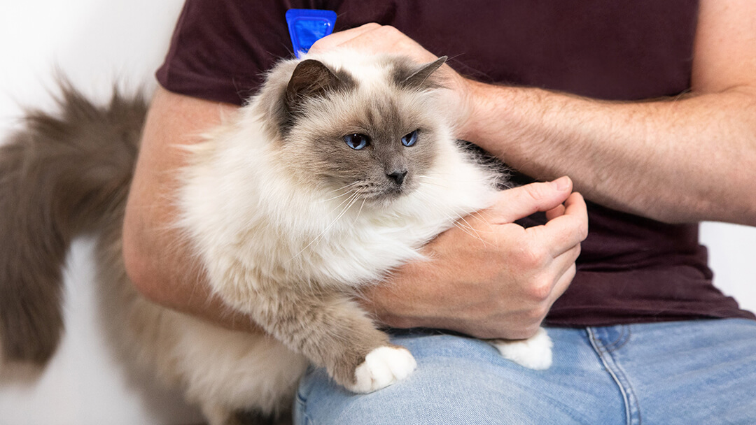 Mann hält Katze in seinen Armen