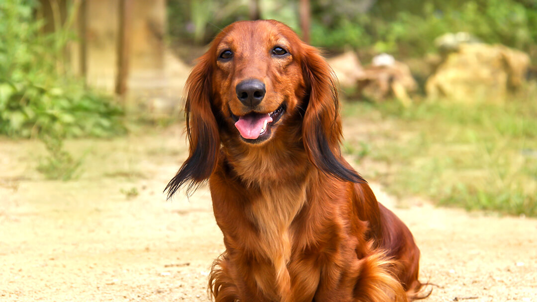 Hund sitzt im Garten