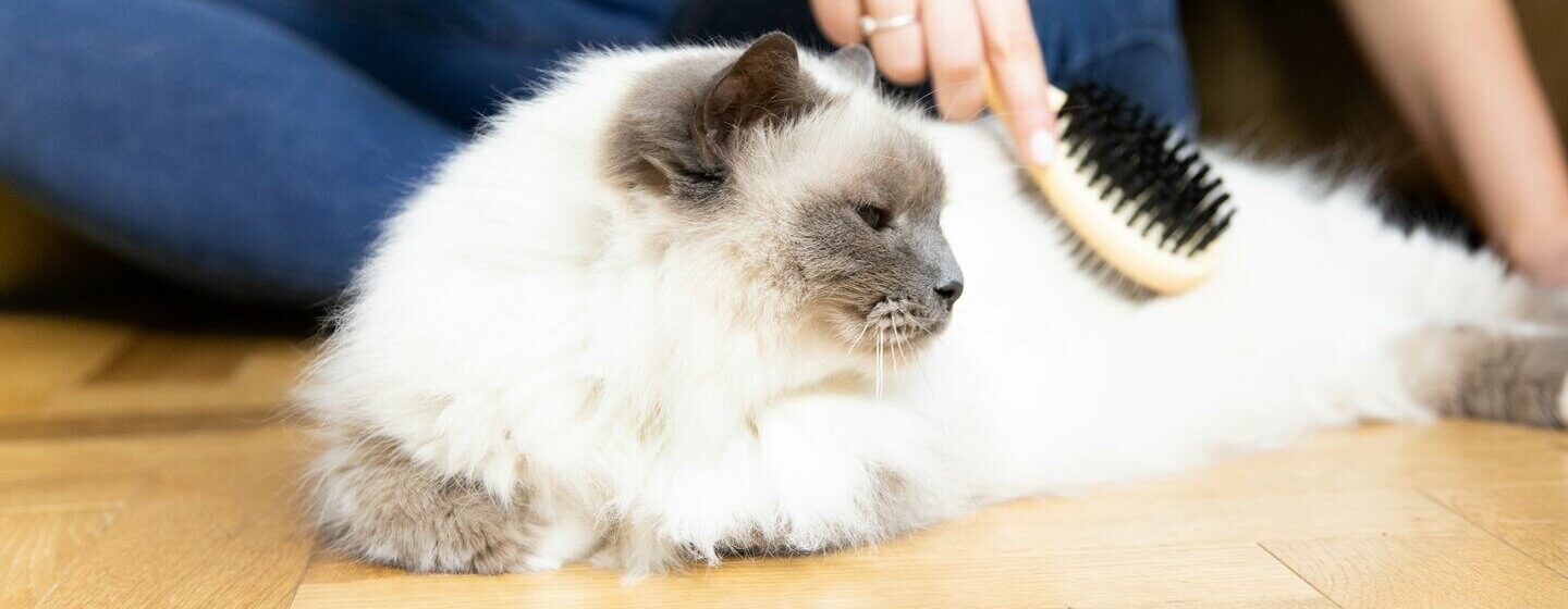 Flauschige weiße Katze, die gebürstet wird.