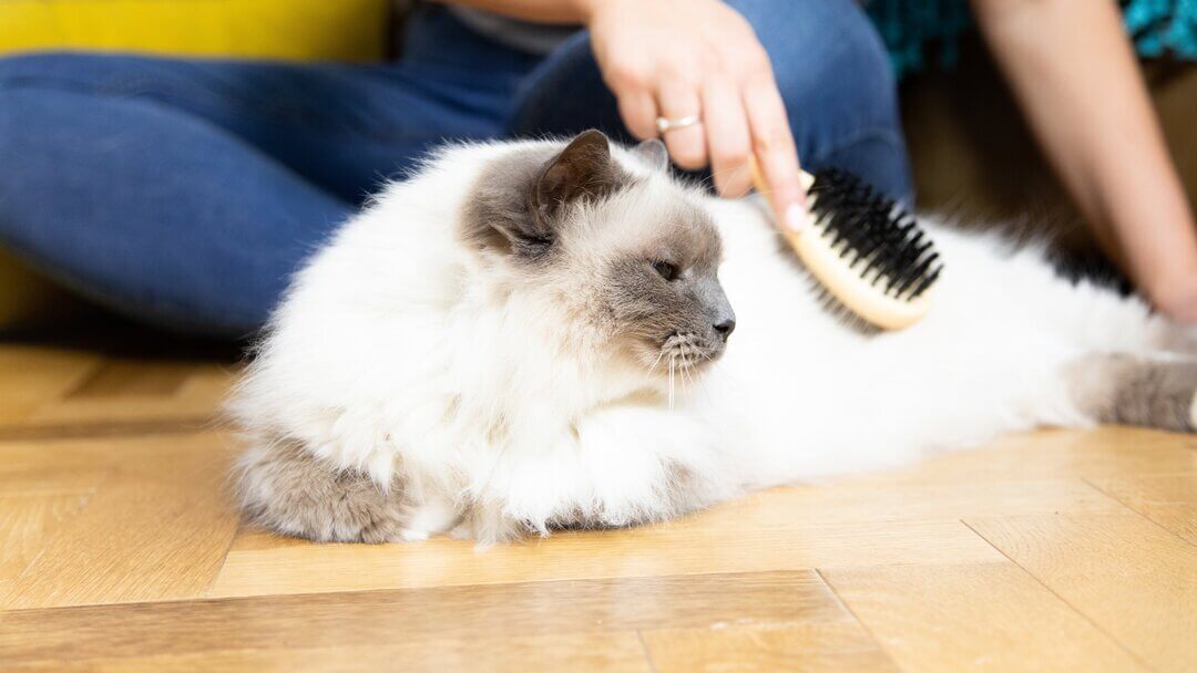 Flauschige weiße Katze, die gebürstet wird.