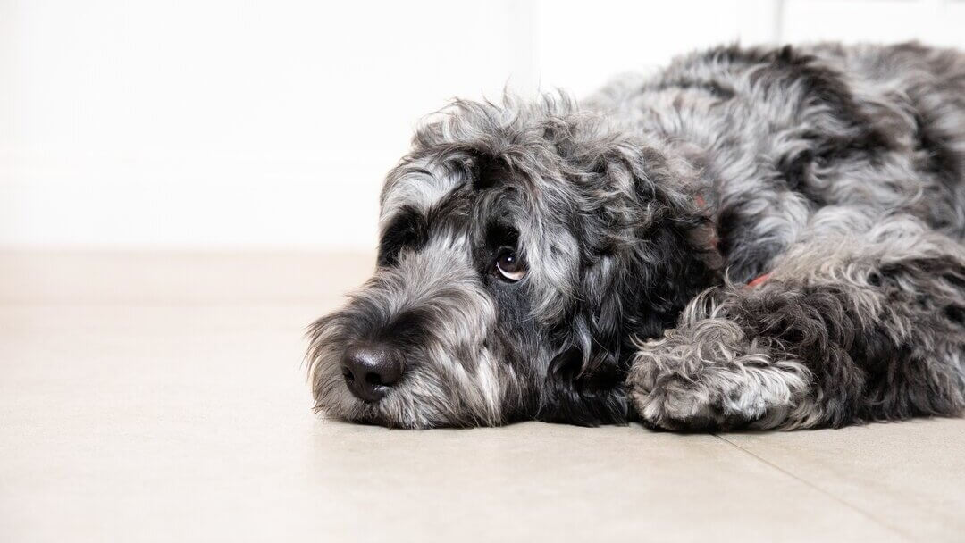 Trauriger grauer Hund, der auf dem Boden liegt