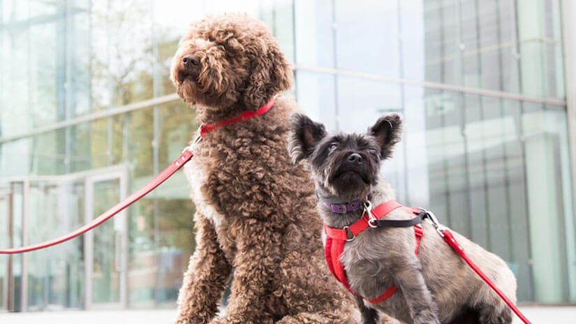 Zwei Hunde saßen im Bürogebäude