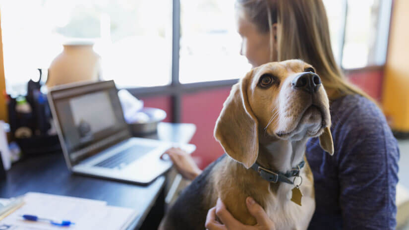Hund mit Frauchen im Büro