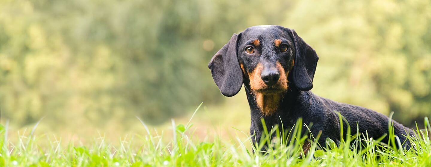 Dachshund im Gras