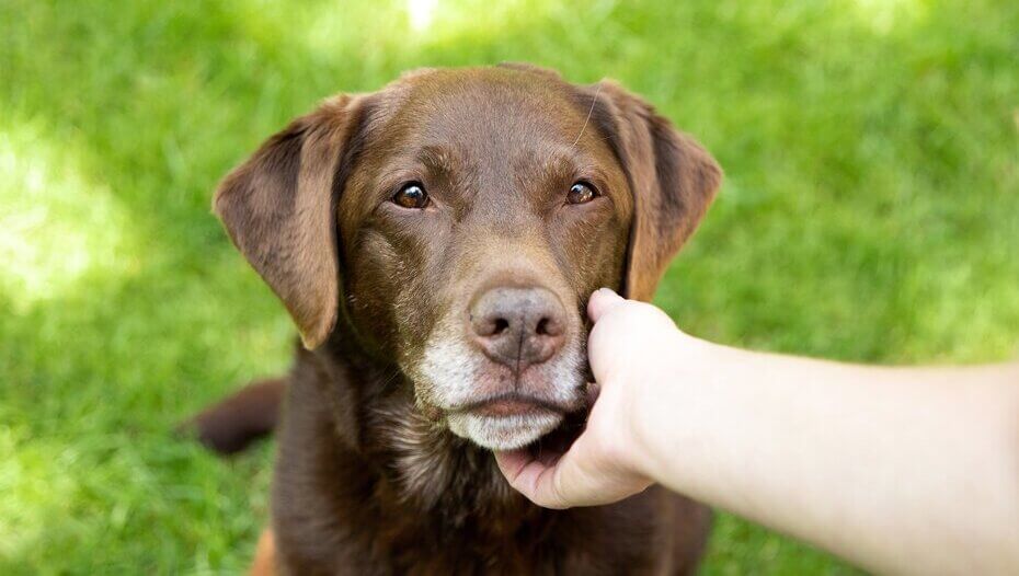 Besitzer hält das Gesicht eines älteren Schokoladenlabradors