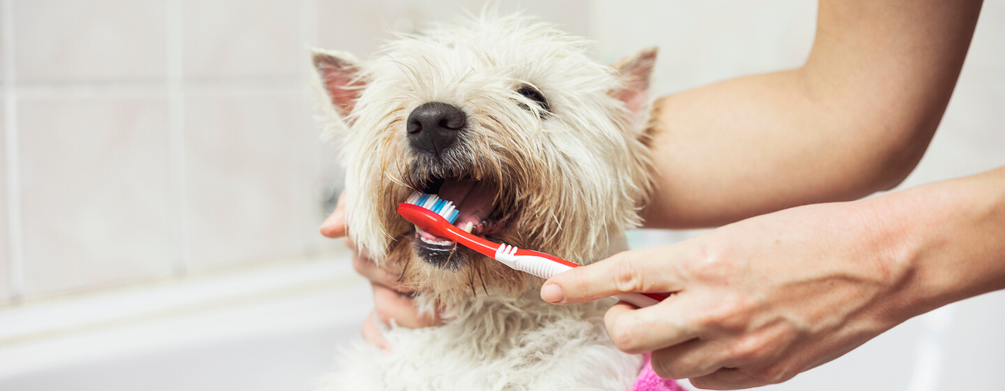 kleiner weißer Hund, der sich die Zähne putzen lässt