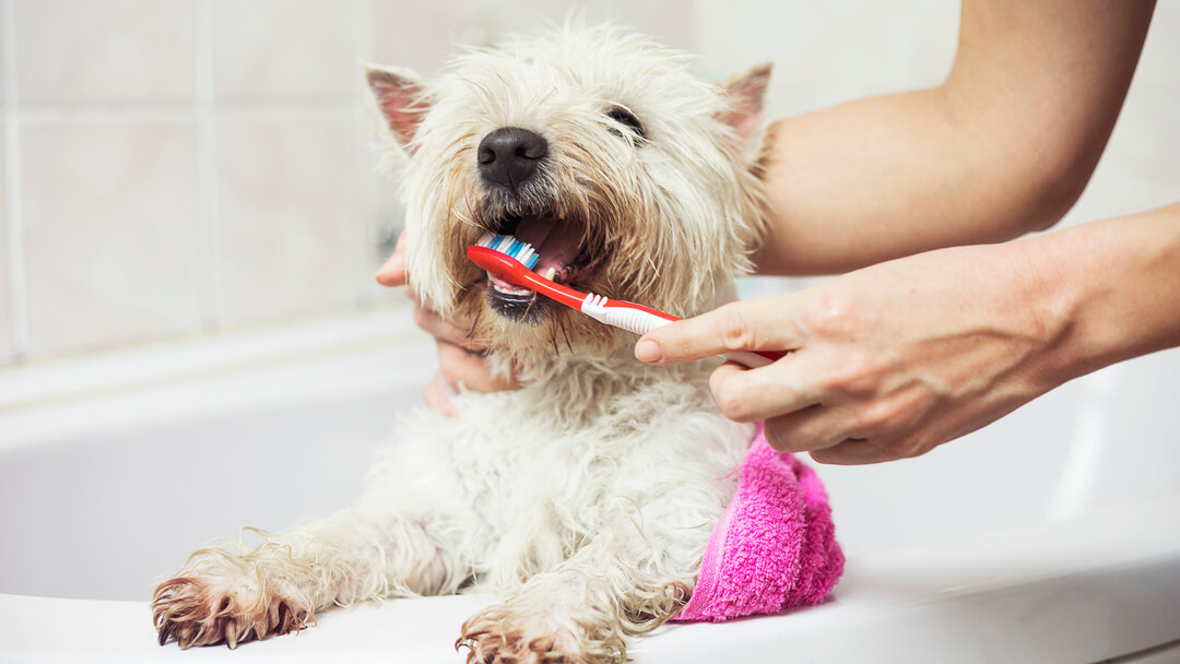 kleiner weißer Hund, der sich die Zähne putzen lässt