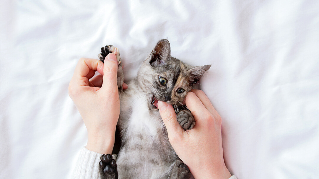 Kleines graues Kätzchen beißt in den Daumen des Besitzers.