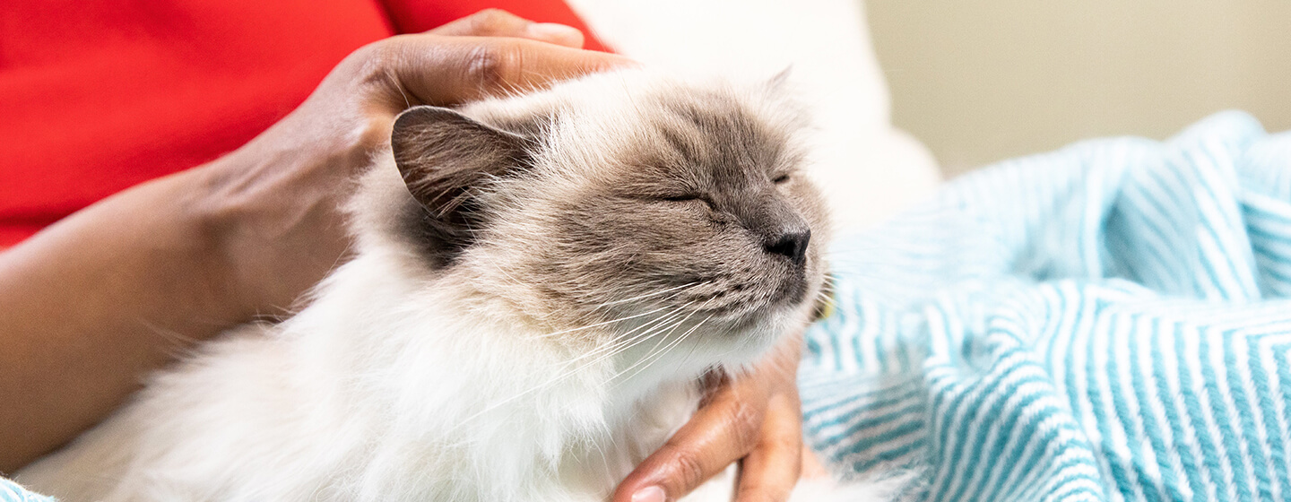 Person, die Katze auf Decke streichelt