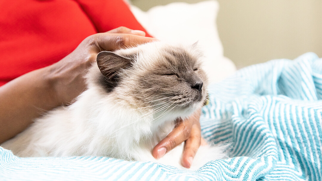 Person, die Katze auf Decke streichelt