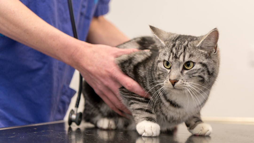 Katze wird vom Tierarzt untersucht