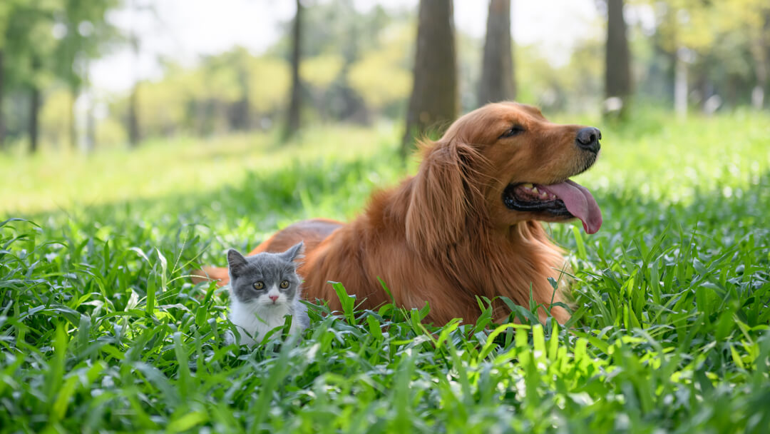 Kleines Kätzchen, das mit Hund im langen Gras sitzt