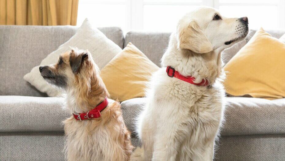 Großer Hund und kleiner Hund schauen voneinander weg