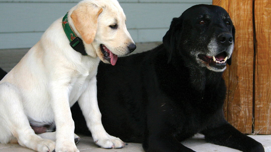 Junger Welpe neben älterem Hund