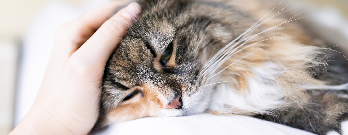 Besitzer streichelt eine müde Katze