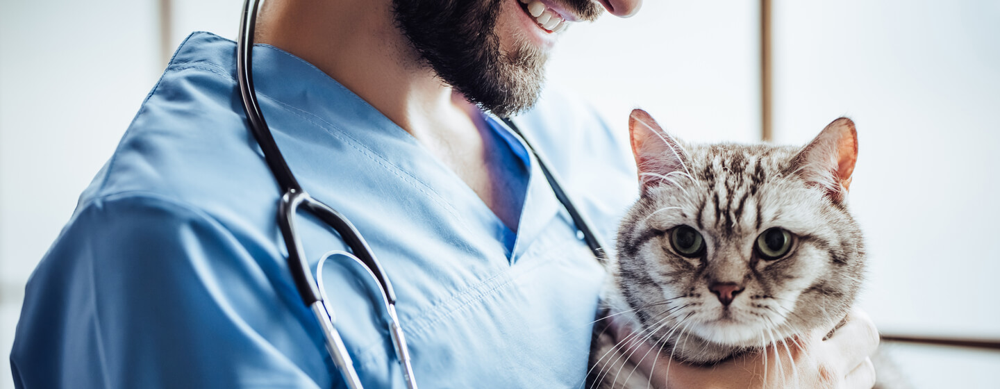 Katze wird vom Tierarzt gehalten