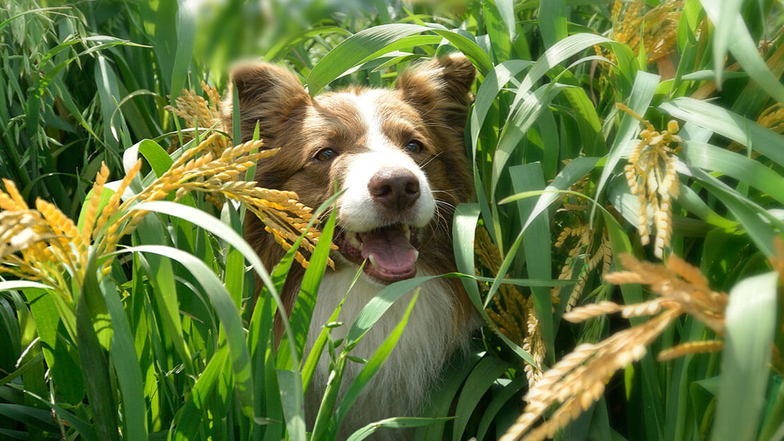 Hund im Gras