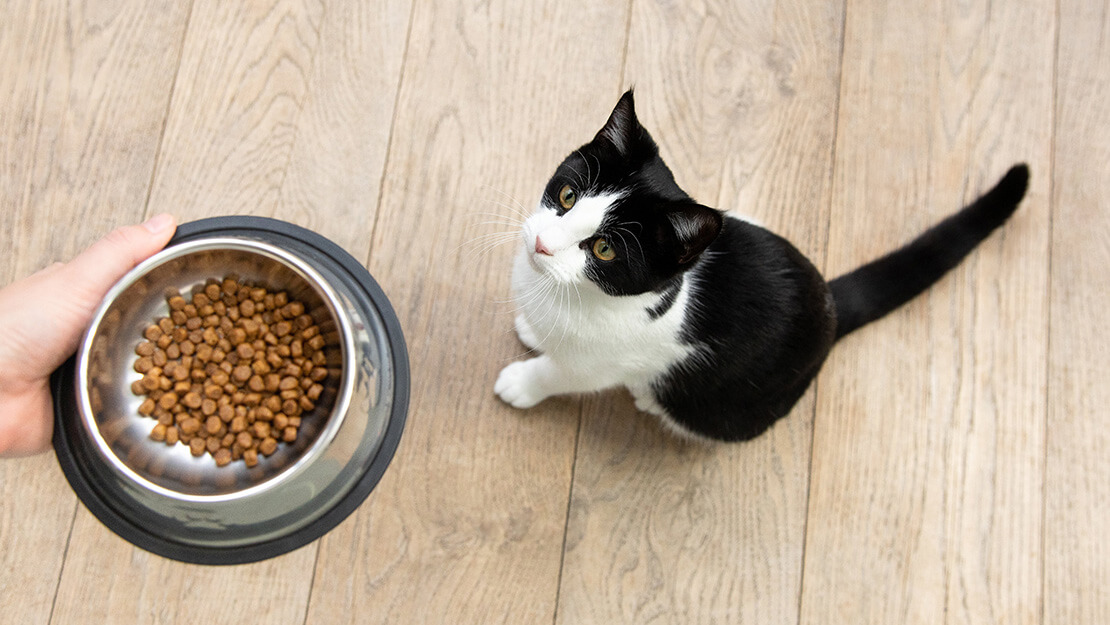 Cat food grain free listing page