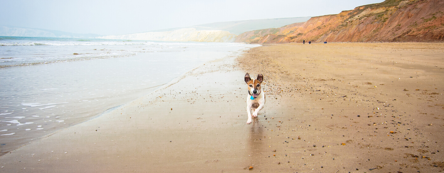 Braun-weißer Hund, der an einem Strand mit Klippen entlangläuft