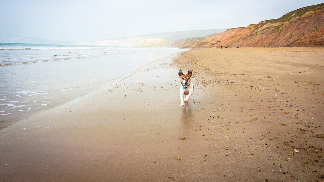 Braun-weißer Hund, der an einem Strand mit Klippen entlangläuft