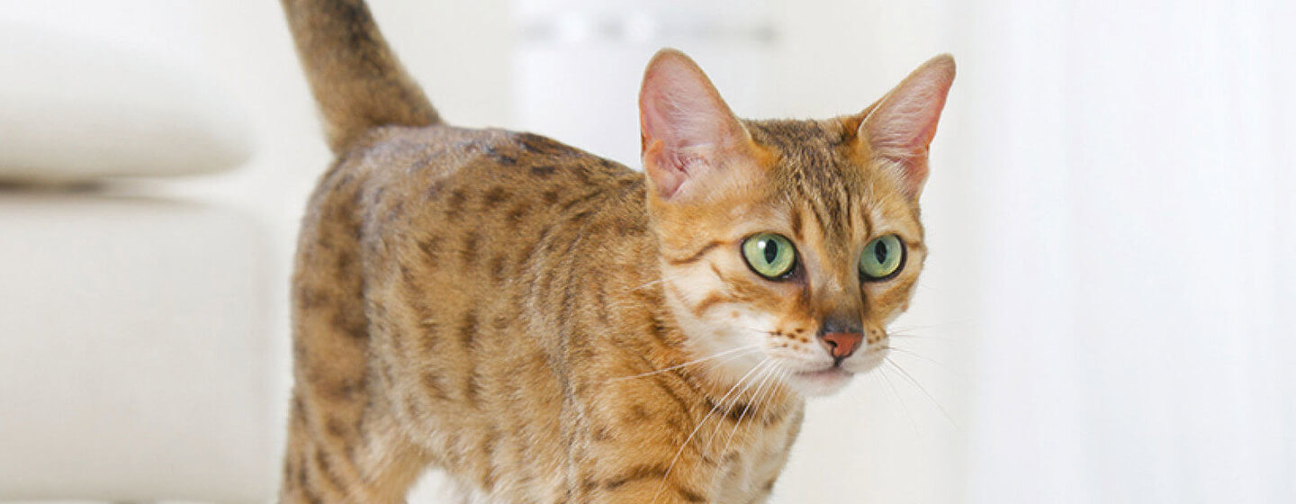 Bengalkatze mit grünen Augen