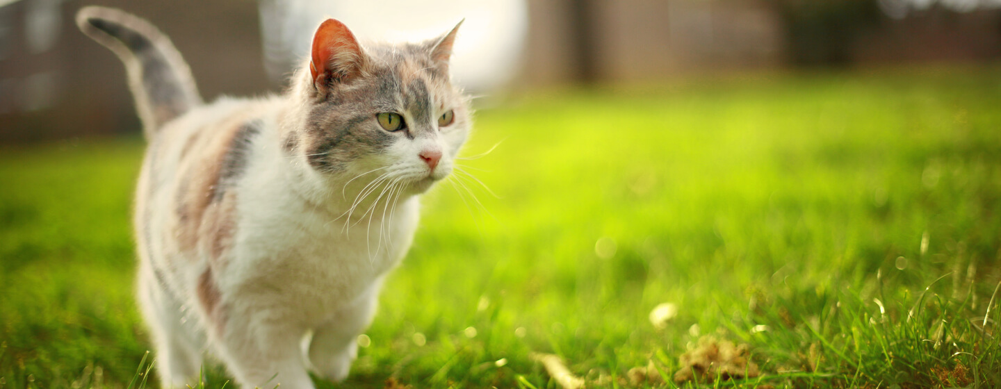 Leichte Pelzkatze, die auf Gras geht.