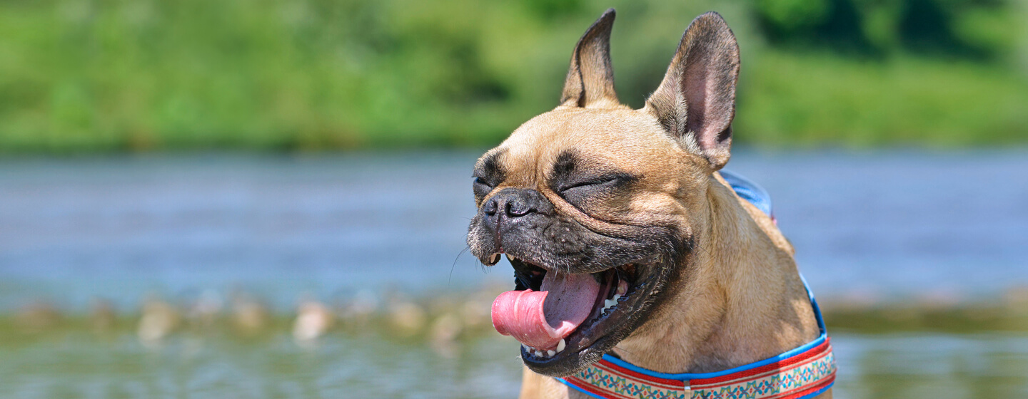 French Bulldog in der Sonne