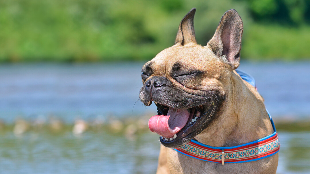 French Bulldog in der Sonne