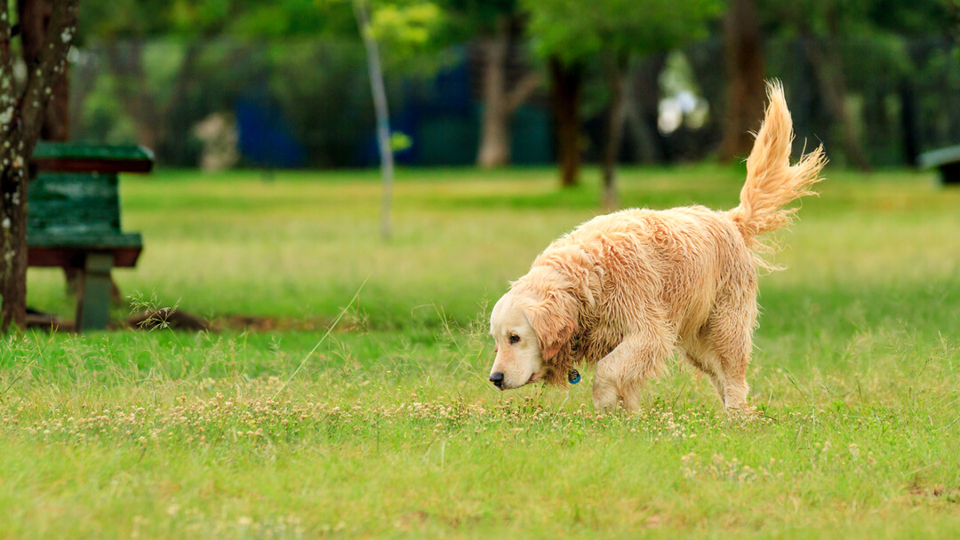 Hund spielt mit Stock