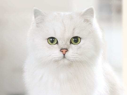 White cat facing the camera