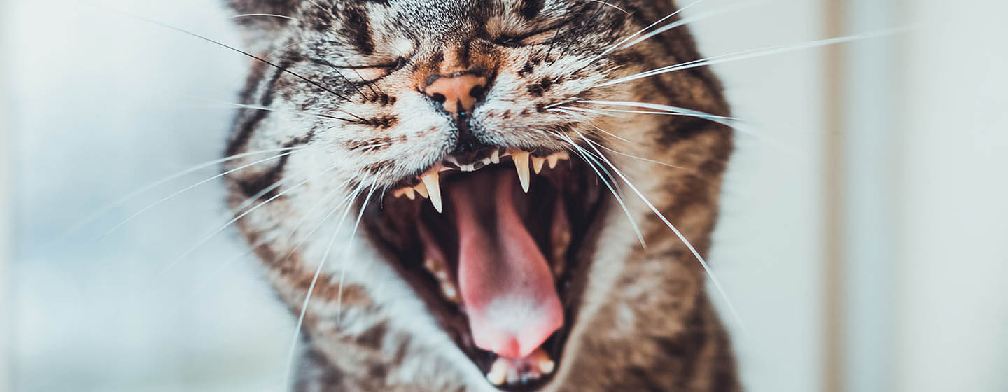 Close up of cat hissing.