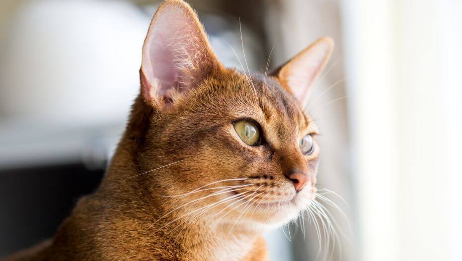 Abessinier schaut am Fenster zu