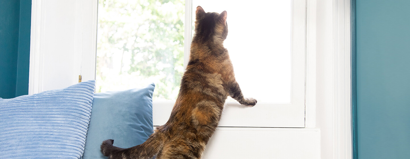 Katze, die aus einem Fenster schaut