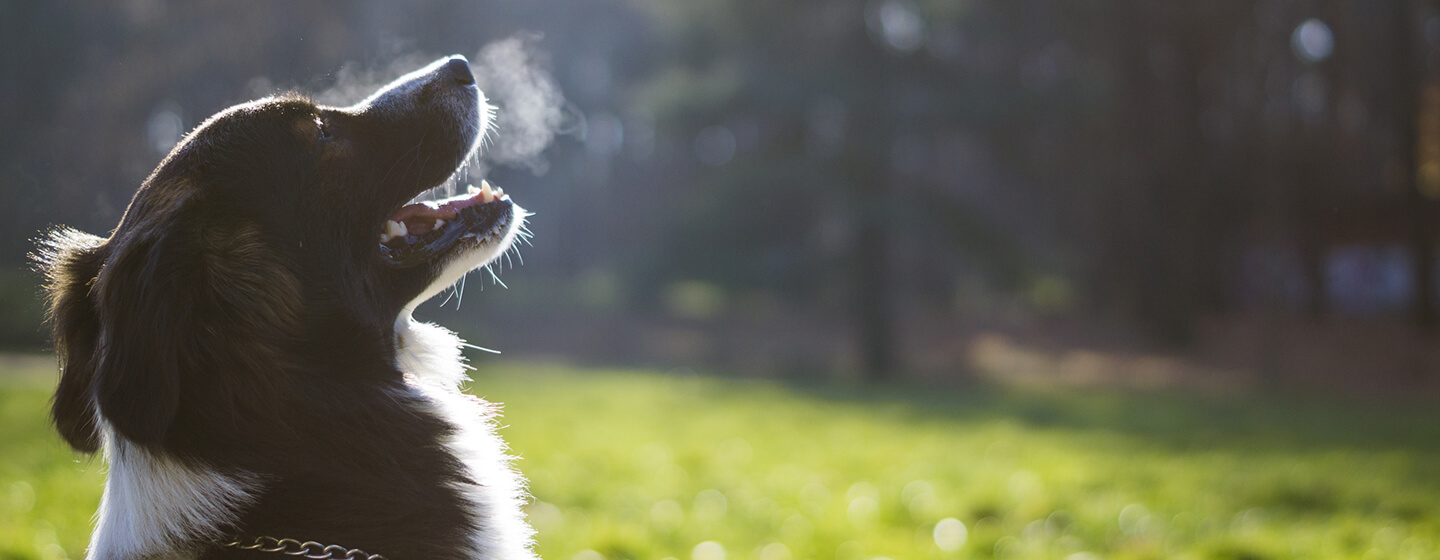 Hund schnüffelt in der Luft