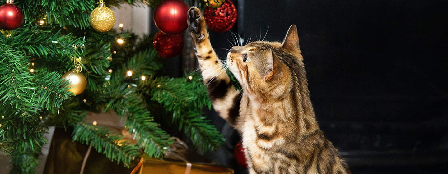 Katze spielt mit Weihnachtsbaum