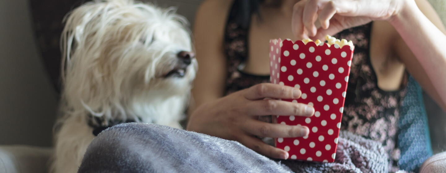 Kleiner Hund und Besitzerin essen Popcorn