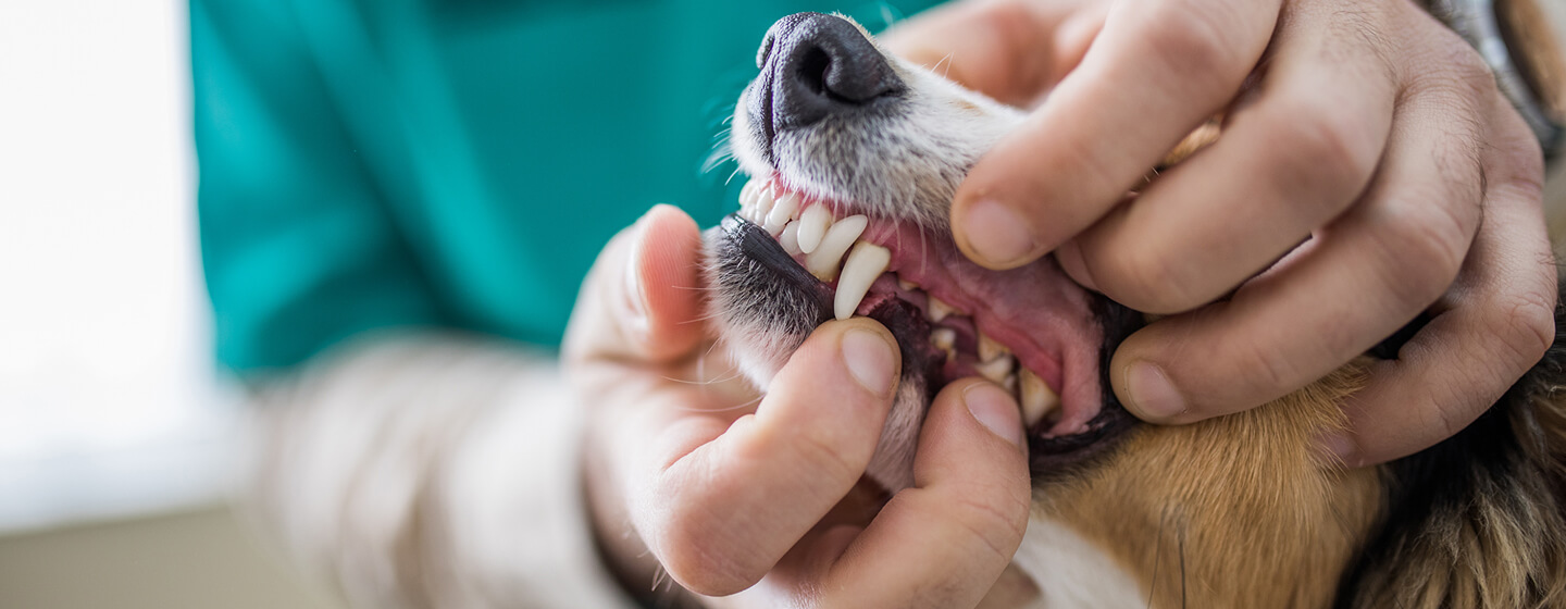 die Zähne eines Hundes überprüfen