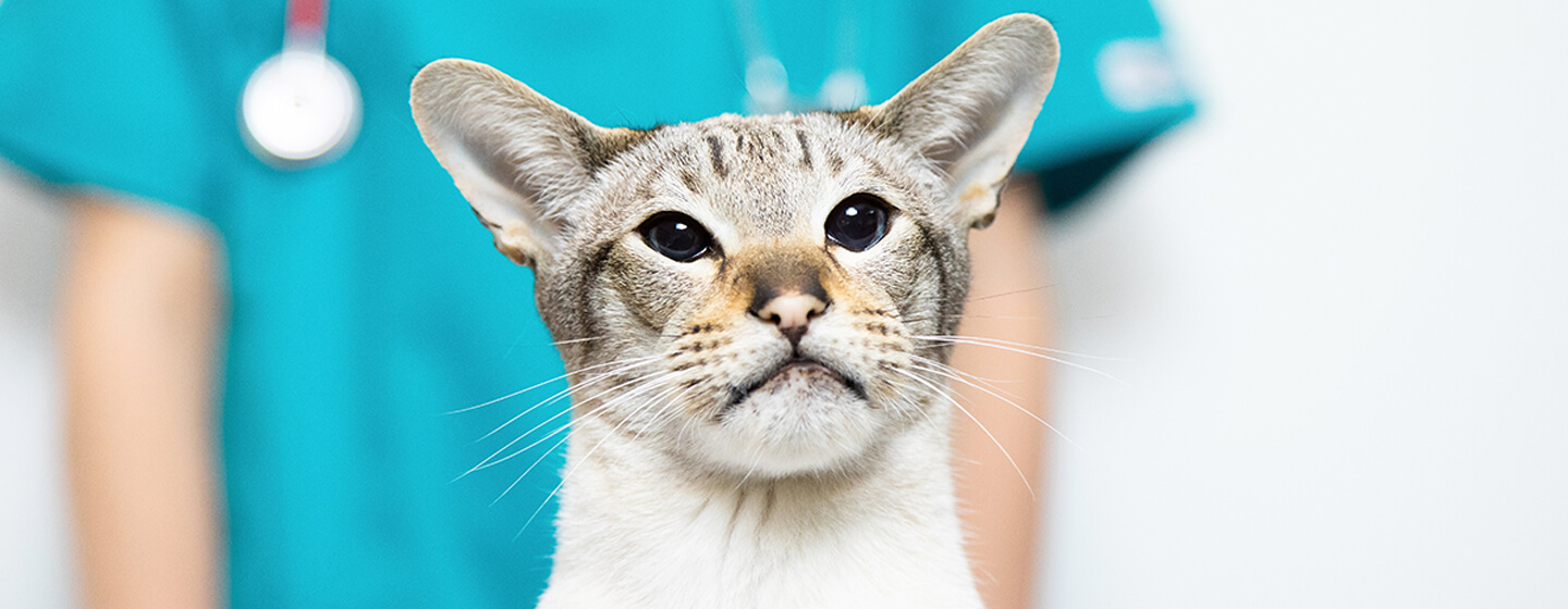 Katze beim Tierarzt