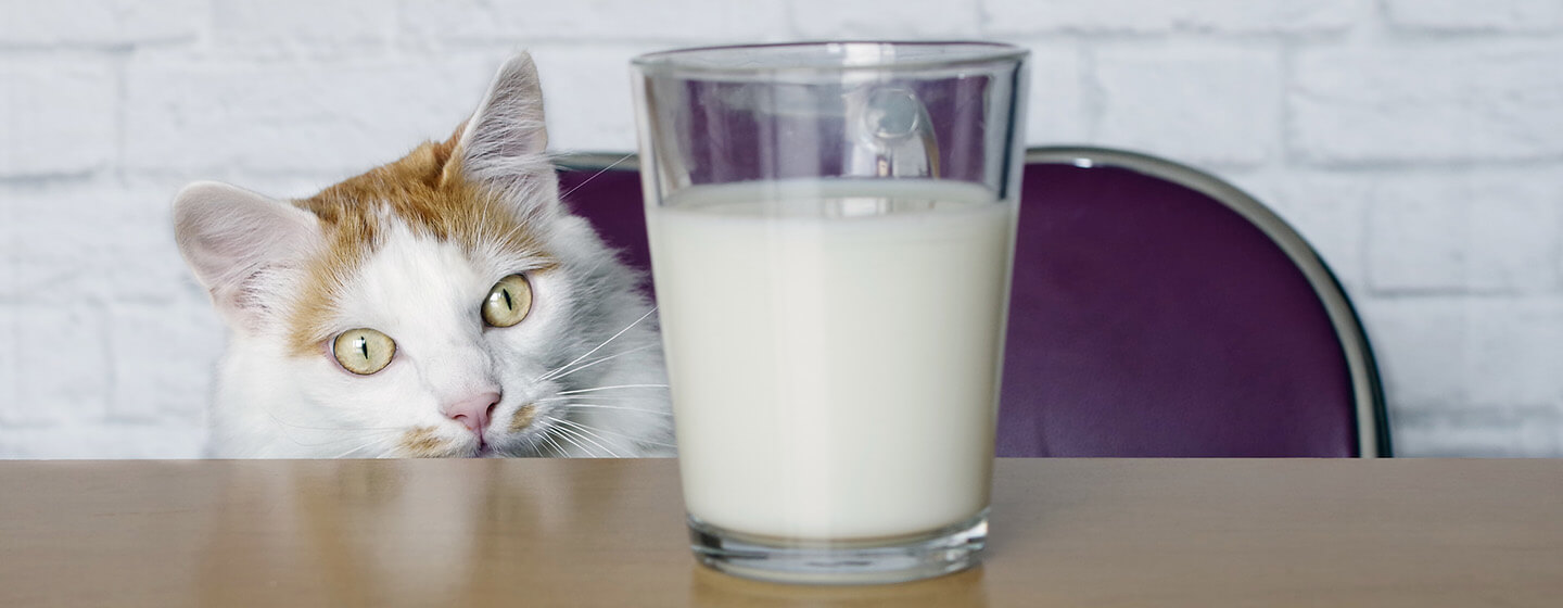 Katze, die Milch betrachtet